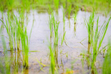 Rice sprouts in the paddy field, Chiang Mai Province.