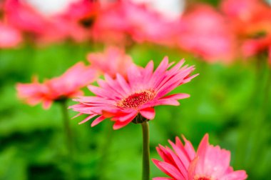 Pink Gerbera in the garden, Chiang Mai Province.