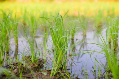 Rice sprouts in the paddy rice field, Chiang Mai Province.