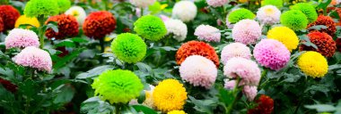 Panorama of Pompon Dahlias Flowers in The Garden, Chiang Mai Province.