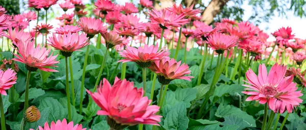 Panorama of pink Gerbera flowers in the garden, Chiang Mai Province.