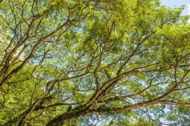 Khlong Lan Ulusal Parkı, Tayland Ağaçları