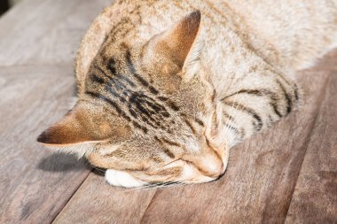 Tayland 'da uyuyan kedi..