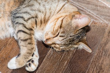 Tayland 'da uyuyan kedi..