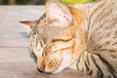 Tayland 'da uyuyan kedi..