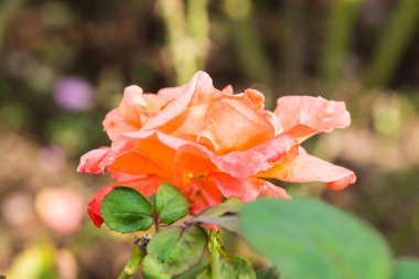 Bahçede portakal gülü, Tayland.