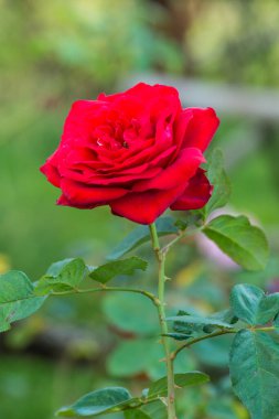 Bahçede kırmızı gül, Tayland.