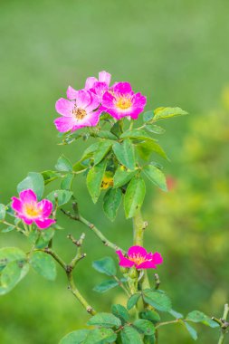 Bahçede küçük pembe bir gül, Tayland.