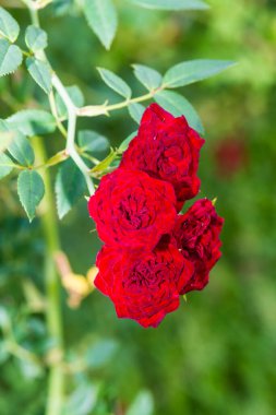 Bahçede kırmızı gül, Tayland.