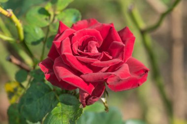 Bahçede kırmızı gül, Tayland.