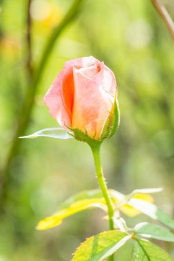 Tayland 'da bahçede genç bir portakal gülü.