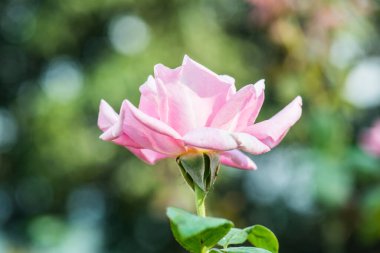 Pembe Gül Bahçe, Tayland.