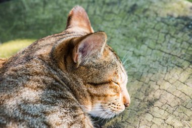 Tayland 'da uyuyan kedi..