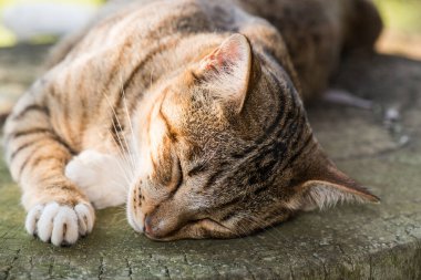 Tayland 'da uyuyan kedi..