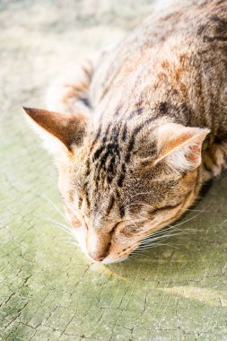 Tay kedisi nin portresi, Tayland.