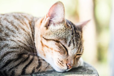 Tayland 'da uyuyan kedi..