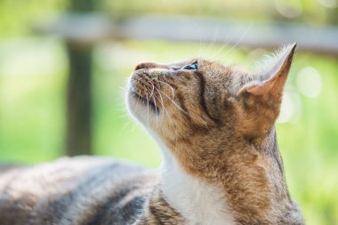 Tay kedi görünümlü Aksiyon, Tayland.