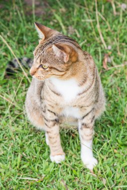 Tay kedi görünümlü Aksiyon, Tayland.
