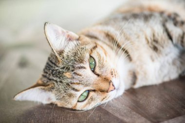 Tay kedi görünümlü Aksiyon, Tayland.
