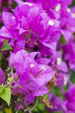 Pembe Bougainvillea Bahçedeki Çiçekler, Tayland.