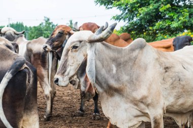 Brahman Sığırlarının Portresi, Tayland.