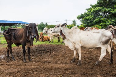 Brahman Sığırlarının Portresi, Tayland.