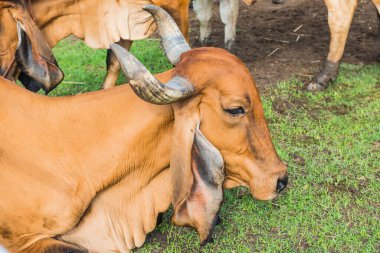 Brahman Sığırlarının Portresi, Tayland.