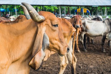 Brahman Sığırlarının Portresi, Tayland.