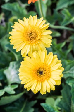 Gerbera bahçede, Tayland 'da.