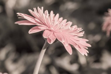 Bahçede Gerbera çiçeği, Tayland.