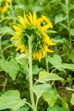 Arkasında ayçiçeği alanında, Tayland.