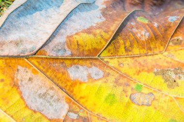 Tik yaprağını kapat, Tayland
