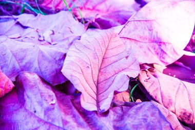 Tik yaprağını kapat, Tayland