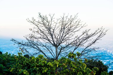 Chiangmai Eyaleti, Tayland 'da Sunset Time ile Ağaç Silueti.