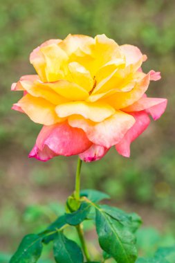 Halk parkında sarı pembe gül, Tayland.