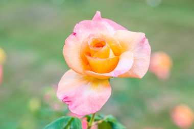 Halka açık parkta pembe gül, Tayland.