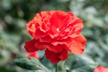 Red rose in the garden, Thailand.
