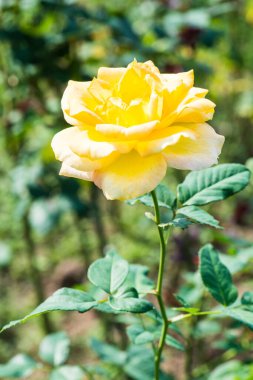 Halk parkında sarı gül, Tayland.