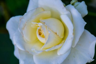 Beyaz gül, Tayland 'a yakın..