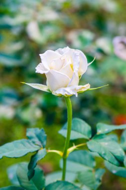 White rose in the garden, Thailand.