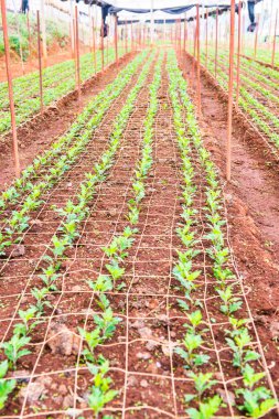 Tayland Dağ Çilek Çiftliği.