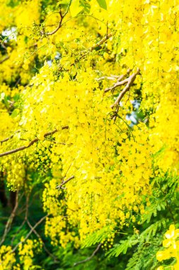 Ağaçta Altın Duş Çiçeği, Tayland