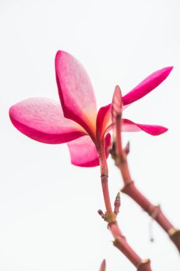 Pembe Frangipani çiçeğine yakın çekim, Tayland.