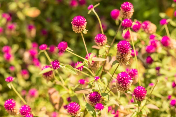 Bahçede, Tayland 'da Yerküre Amaranth çiçeği.