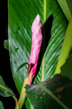 Pembe Çiçeğin Kapanışı (Alpinia purpurata schum., ZINGIBERACEAE), Tayland