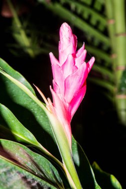 Pembe Çiçek (Alpinia purpurata schum., ZINGIBERACEAE), Tayland