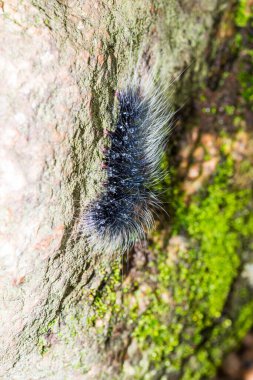Tayland, Caterpillar 'a yakın.