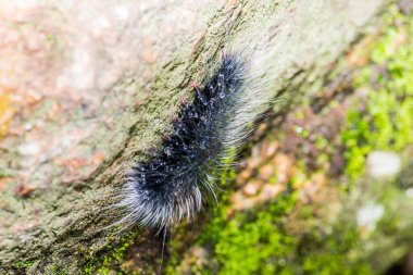 Tayland, Caterpillar 'a yakın.