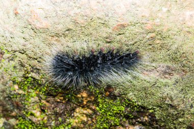 Tayland, Caterpillar 'a yakın.
