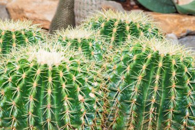 Ferocactus Glaucescens ya da Glaucous Barrel Kaktüsü, Tayland